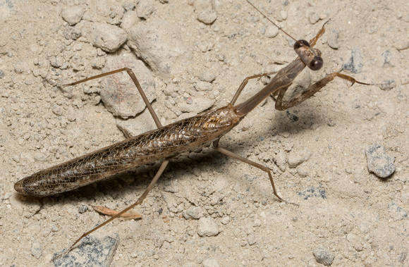 California Mantis - Stagmomantis californica