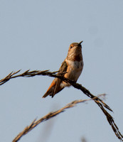 Allen's Hummingbird - Selasphorus sasin