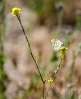 Irvine Ranch, IRC Butterfly Count 04-17-2016