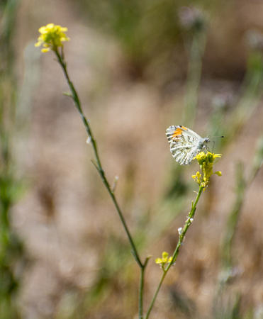 Sara orangetip - Antocharis sara