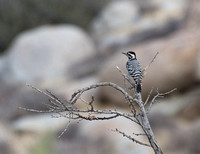 Ladder-backed Woodpecker Dryobates scalaris