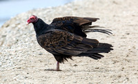 Turkey Vulture - Cathartes aura