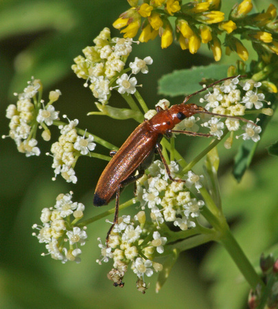 False blister beetle - Nacerdes sp.