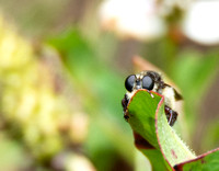 Bumble bee robber fly - Mallaphora fautrix faucticuides