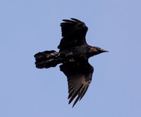 Common Raven - Corvus corax