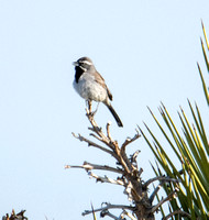 Black-throated Sparrow - Amphispiza bilineata