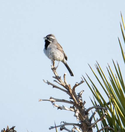 Black-throated Sparrow - Amphispiza bilineata