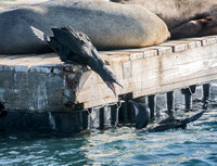 Brandt's Cormorant - Phalacrocorax penicillatus