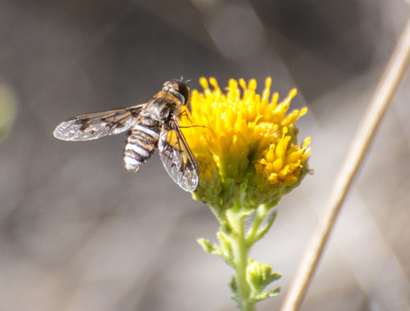 Bee fly - Exoprosopa sp