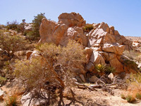 In the wash in Smithwater Canyon