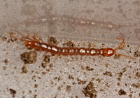 Stone centipede
