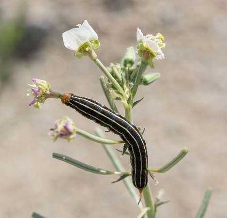 White-lined sphinx - Hyles lineata