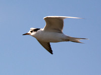 Common Tern - Sterna hirundo