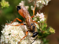 Great golden digger wasp -  Sphex ichneumoneus