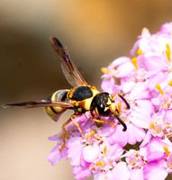 Mason wasp - Euodynerus hidalgo