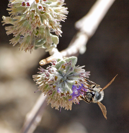 European honey bee - Apis mellifera