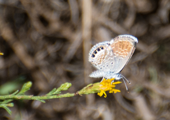 Western Pygmy-Blue - Brephidium exilis