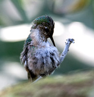 Calliope Hummingbird - Selasphorus calliope