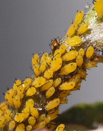 Oleander aphid - Aphis nerii