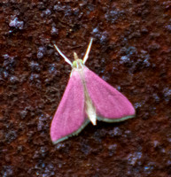 Inornate Pyrausta Moth - Pyrausta inornatalis