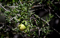 Coast Live Oak - Quercus agrifolia (with galls)