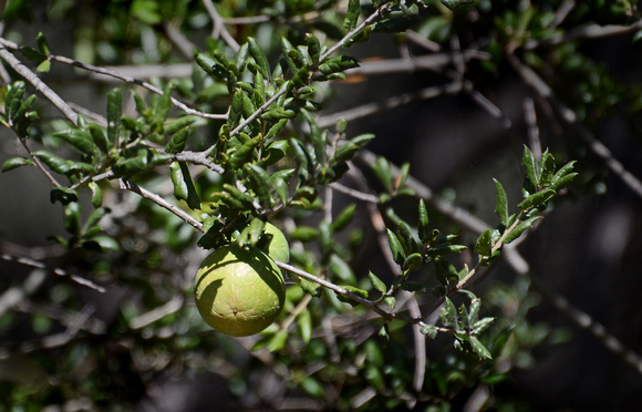 Coast Live Oak - Quercus agrifolia (with galls)