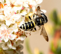 Weevil wasp - Cerceris convergens