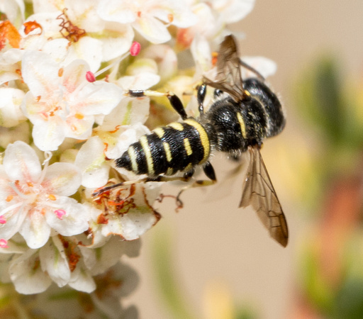 Weevil wasp - Cerceris convergens