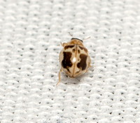 Kidney-spotted Fairy Lady Beetle - Psyllobora renifer