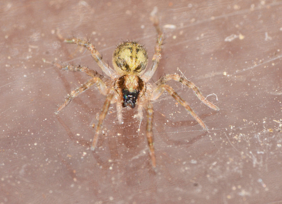 Wolf spider - Pardosa sp.