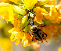 Flower Longhorn Beetle - Judolia sexspilota