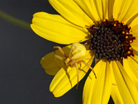 Whitebanded crab spider - Misumena formosipes
