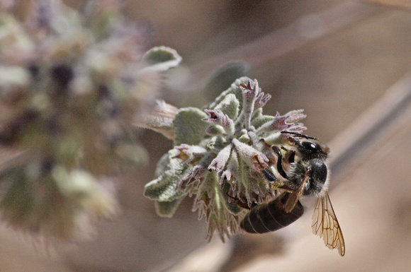 European honey bee - Apis mellifera