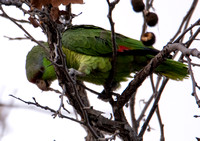 Lilac-crowned Parrot - Amazona finschi