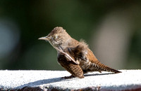 Northern House Wren - Troglodytes aedon