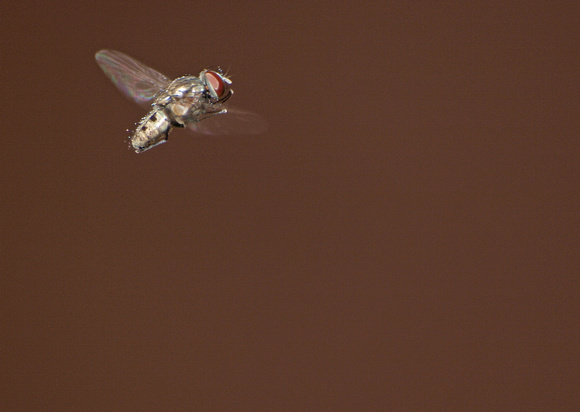 Root-maggot fly - Unidentified sp.