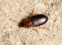 Rufous ground beetle - Calathus ruficollis