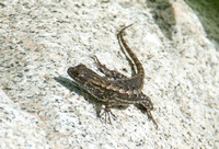 Western Fence Lizard - Sceloporus occidentalis