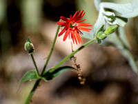 Cardinal Catchfly  -Silene laciniata