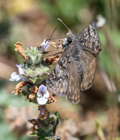 Propertius Duskywing - Erynnis propertius