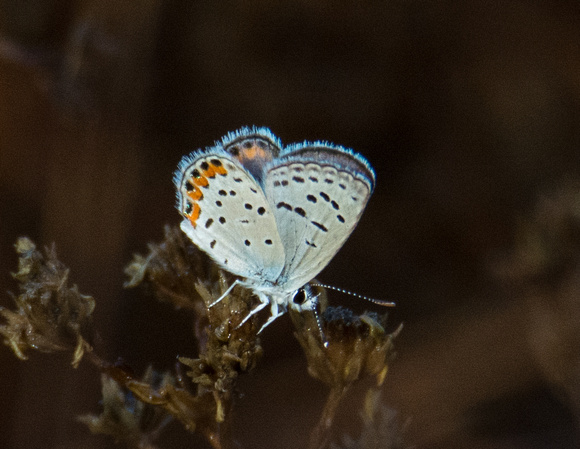 Acmon blue - Icaricia acmon