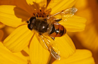 Drone fly - Eristalis tenax