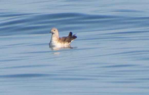 Long-tailed Jaeger - Stercorarius longicaudus