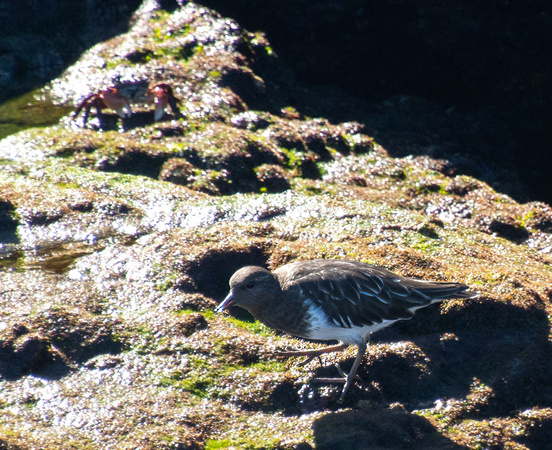 Black Turnstone - Arenaria melanocephala