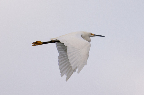 Snowy Egret - Egretta thula