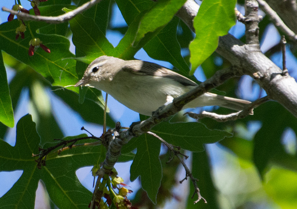 Warbling Vireo - Vireo gilvus