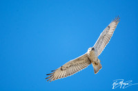 Ferruginous Hawk - Buteo regalis