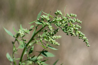 Lamb's Quarters (Pigweed) - Chenopodium album