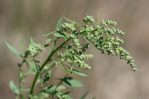 Lamb's Quarters (Pigweed) - Chenopodium album