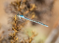 Damselfly - Enallagma sp.